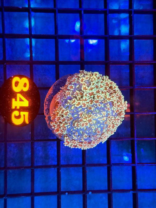 Episode 533 Live Sale Orange Tag #845 MULTI COLOR ALVEPORA COLONY