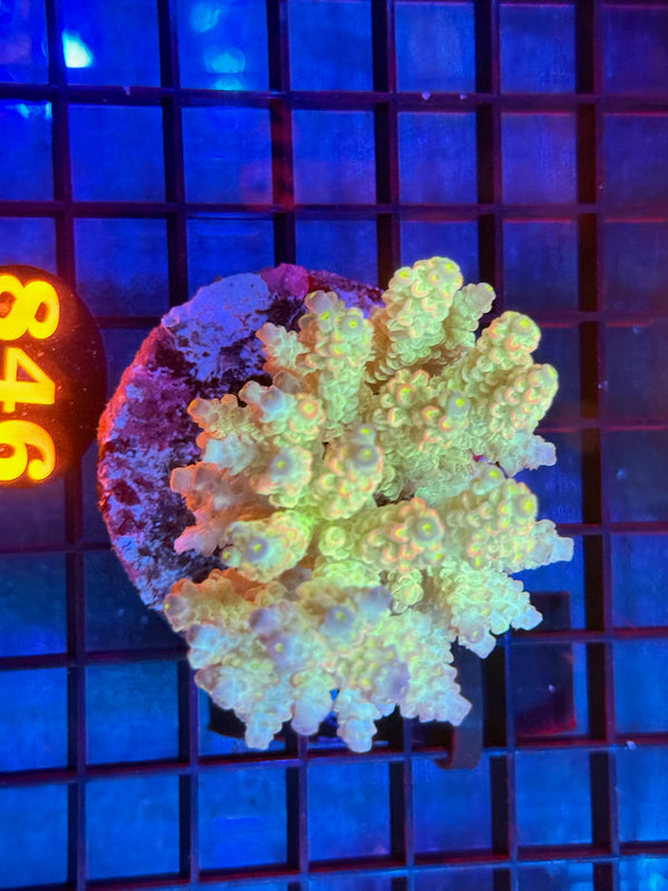 Episode 533 Live Sale Orange Tag #846 ACRO COLONY