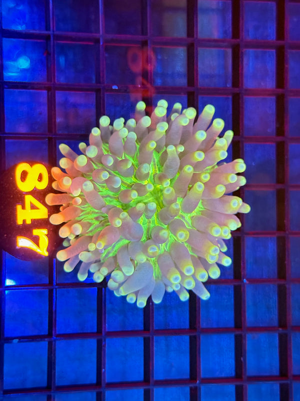 Episode 533 Live Sale Orange Tag #847 ULTRA HELIOFUNGIA PLATE ANENOME