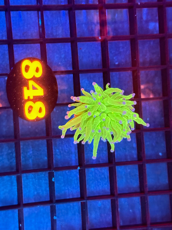 Episode 533 Live Sale Orange Tag #848 ULTRA TODDS TORCH