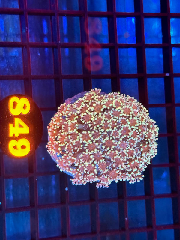 Episode 533 Live Sale Orange Tag #849 MULTI COLOR ALVEPORA COLONY