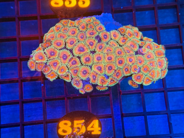 Episode 533 Live Sale Orange Tag #854 DESIGNER ZOA COLONY