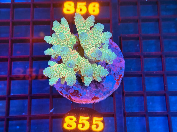 Episode 533 Live Sale Orange Tag #855 ACRO COLONY