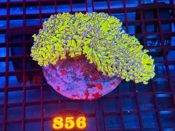 Episode 533 Live Sale Orange Tag #856 BICOLOR WALL HAMMER