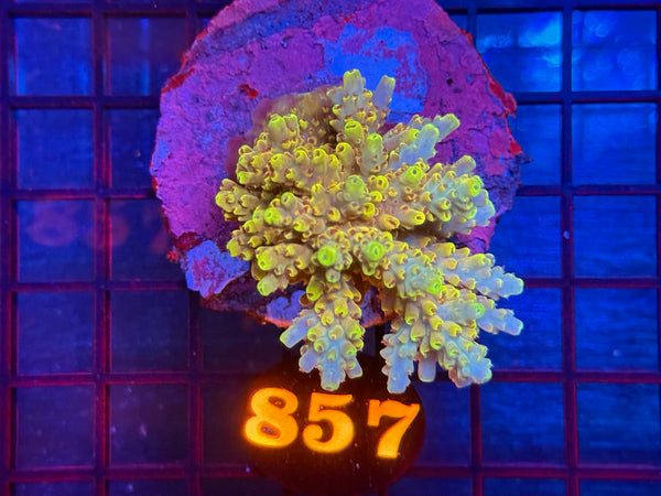 Episode 533 Live Sale Orange Tag #857 ACRO COLONY