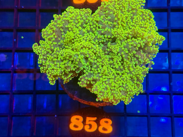 Episode 533 Live Sale Orange Tag #858 ULTRA FROGSPAWN COLONY