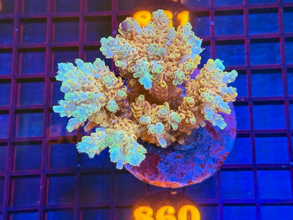 Episode 533 Live Sale Orange Tag #860 ACRO COLONY