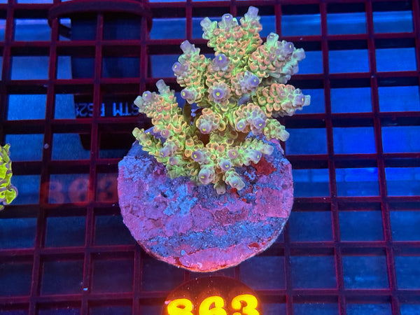 Episode 533 Live Sale Orange Tag #863 ACRO COLONY