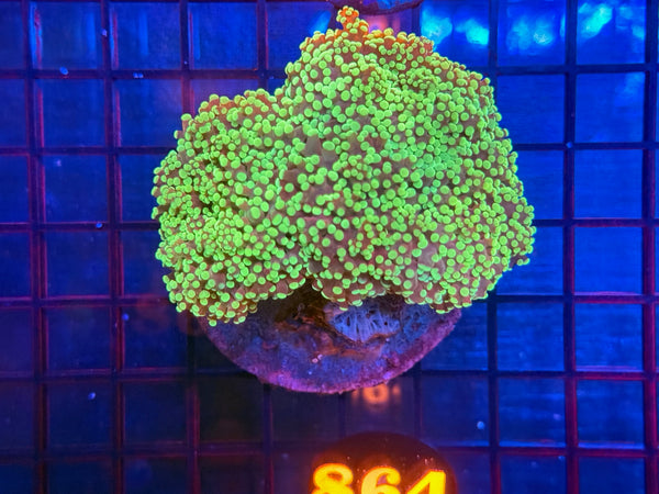 Episode 533 Live Sale Orange Tag #864 ULTRA FROGSPAWN COLONY