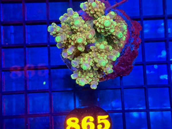 Episode 533 Live Sale Orange Tag #865 ACRO COLONY