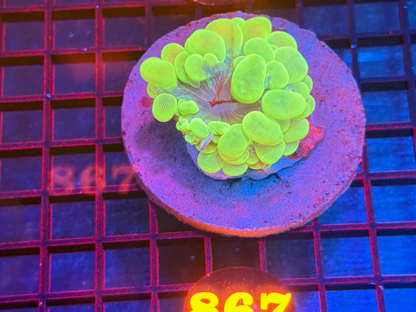 Episode 533 Live Sale Orange Tag #867 ULTRA GREEN BUBBLE CORAL