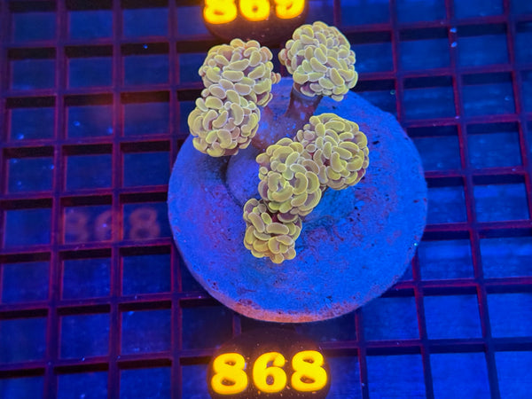 Episode 533 Live Sale Orange Tag #868 BI COLOR BRANCHING HAMMER COLONY