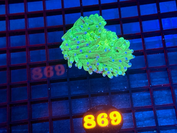 Episode 533 Live Sale Orange Tag #869 ULTRA HELIOFUNGIA PLATE ANENOME