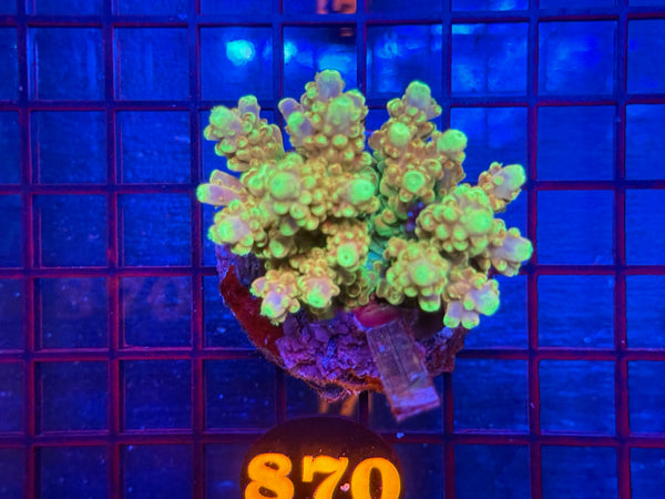 Episode 533 Live Sale Orange Tag #870 ACRO COLONY