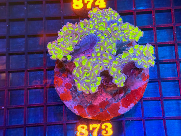 Episode 533 Live Sale Orange Tag #873 BICOLOR WALL HAMMER