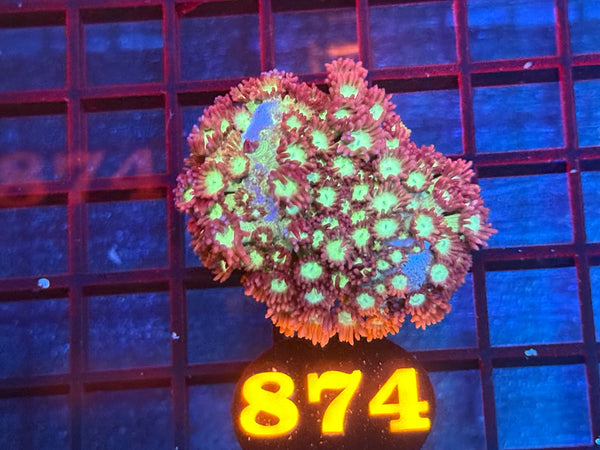 Episode 533 Live Sale Orange Tag #874 MULTI COLOR ALVEPORA COLONY