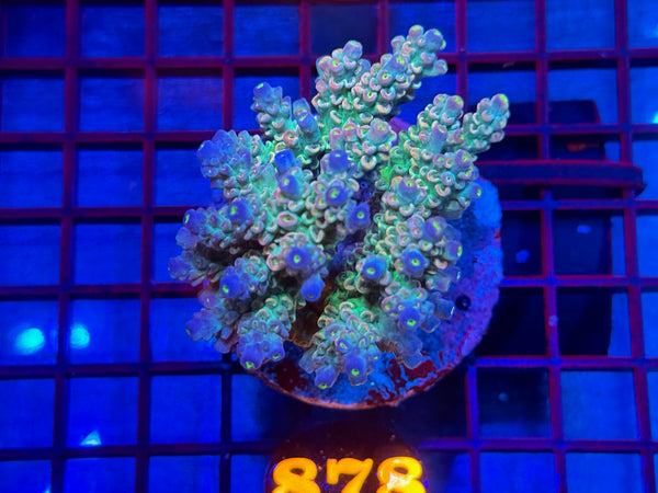 Episode 533 Live Sale Orange Tag #878 ACRO COLONY