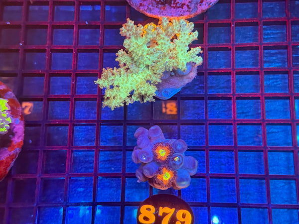 Episode 533 Live Sale Orange Tag #879 DESIGNER ZOA COLONY