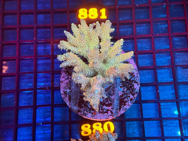 Episode 533 Live Sale Orange Tag #880 ACRO COLONY