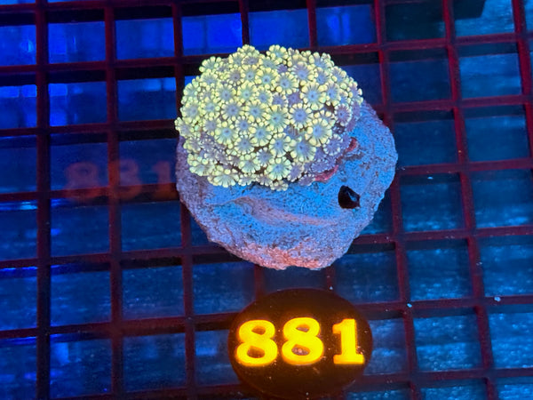 Episode 533 Live Sale Orange Tag #881 MULTI COLOR ALVEPORA COLONY