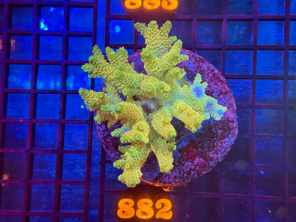 Episode 533 Live Sale Orange Tag #882 ACRO COLONY