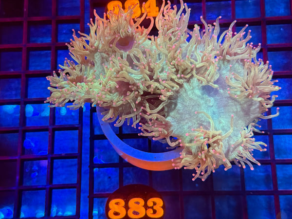 Episode 533 Live Sale Orange Tag #883 PUINK TIP ELEGANCE CORAL