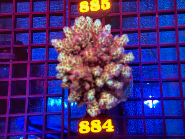 Episode 533 Live Sale Orange Tag #884 ACRO COLONY