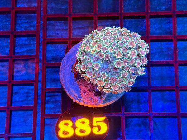 Episode 533 Live Sale Orange Tag #885 MULTI COLOR ALVEPORA COLONY