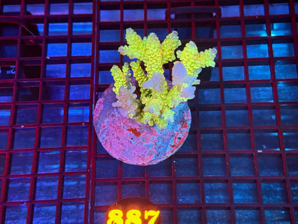 Episode 533 Live Sale Orange Tag #887 ACRO COLONY