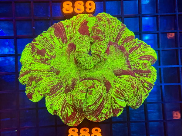 Episode 533 Live Sale Orange Tag #888 ULTRA WELLSO COLONY