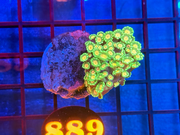 Episode 533 Live Sale Orange Tag #889 MULTI COLOR ALVEPORA COLONY