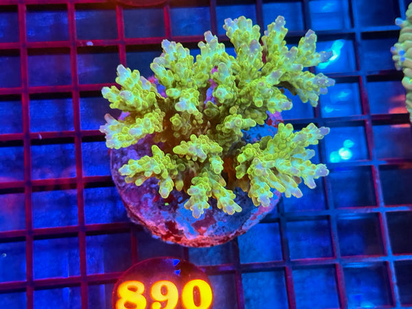 Episode 533 Live Sale Orange Tag #890 ACRO COLONY