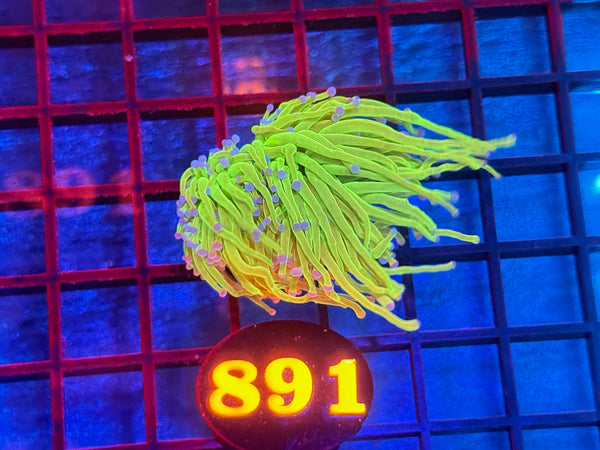 Episode 533 Live Sale Orange Tag #891 ULTRA TODDS TORCH