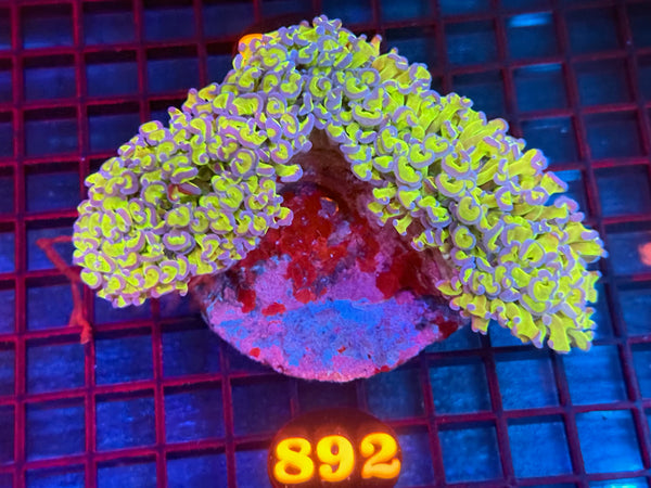 Episode 533 Live Sale Orange Tag #892 BICOLOR WALL HAMMER