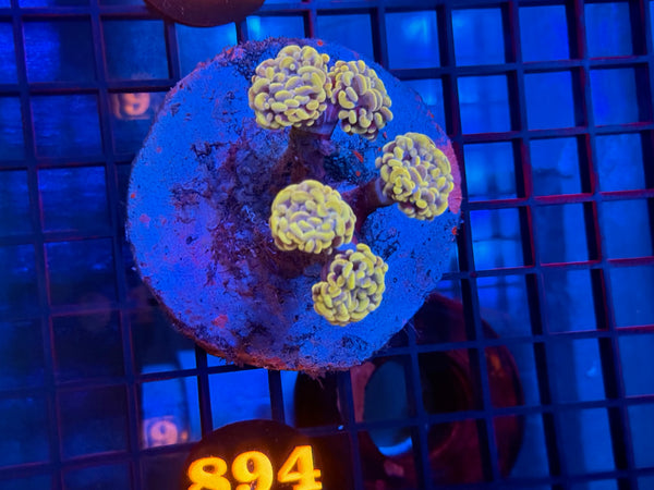 Episode 533 Live Sale Orange Tag #894 BI COLOR BRANCHING HAMMER COLONY