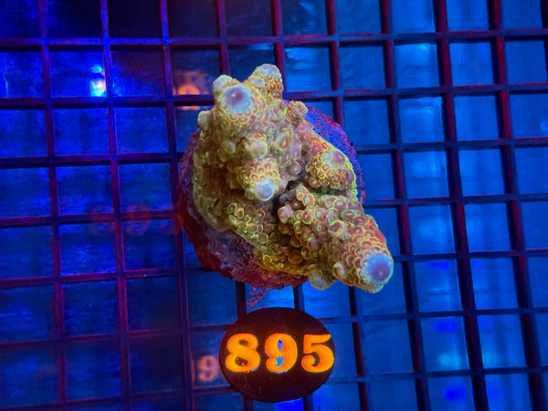 Episode 533 Live Sale Orange Tag #895 ACRO COLONY