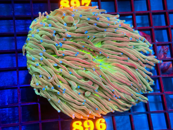 Episode 533 Live Sale Orange Tag #896 ULTRA HELIOFUNGIA PLATE ANENOME