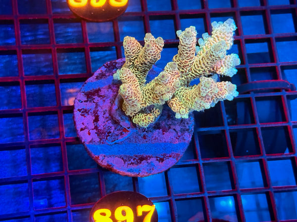 Episode 533 Live Sale Orange Tag #897 MILLIPORA COLONY
