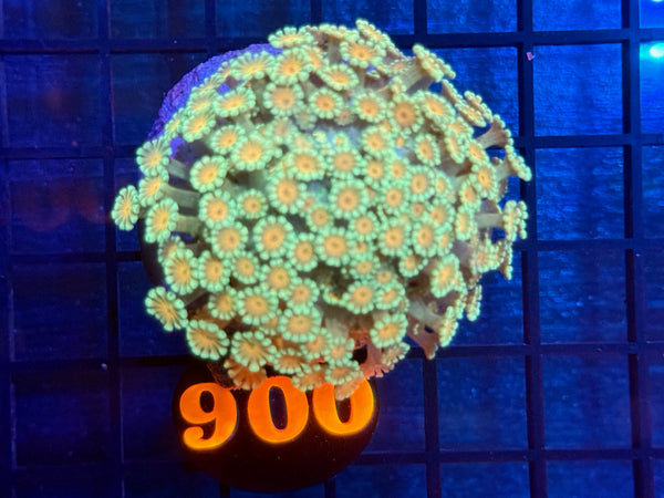 Episode 534 Live Sale Orange Tag #900 MULTI COLOR FLOWERPOT