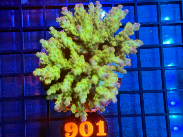 Episode 534 Live Sale Orange Tag #901 ACRO COLONY