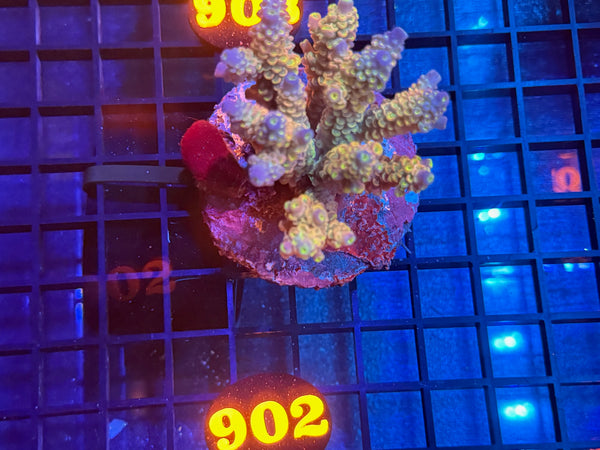 Episode 534 Live Sale Orange Tag #902 ACRO COLONY