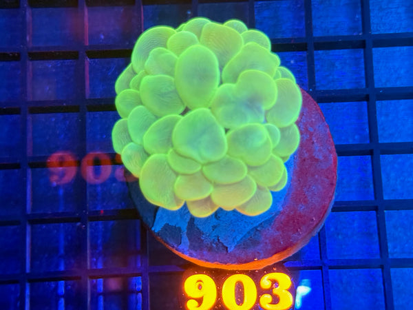 Episode 534 Live Sale Orange Tag #903 ULTRA GREEN BUBBLE CORAL