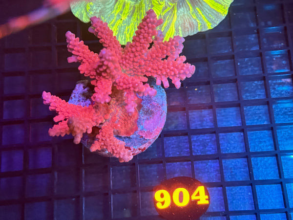 Episode 534 Live Sale Orange Tag #904 ACRO COLONY