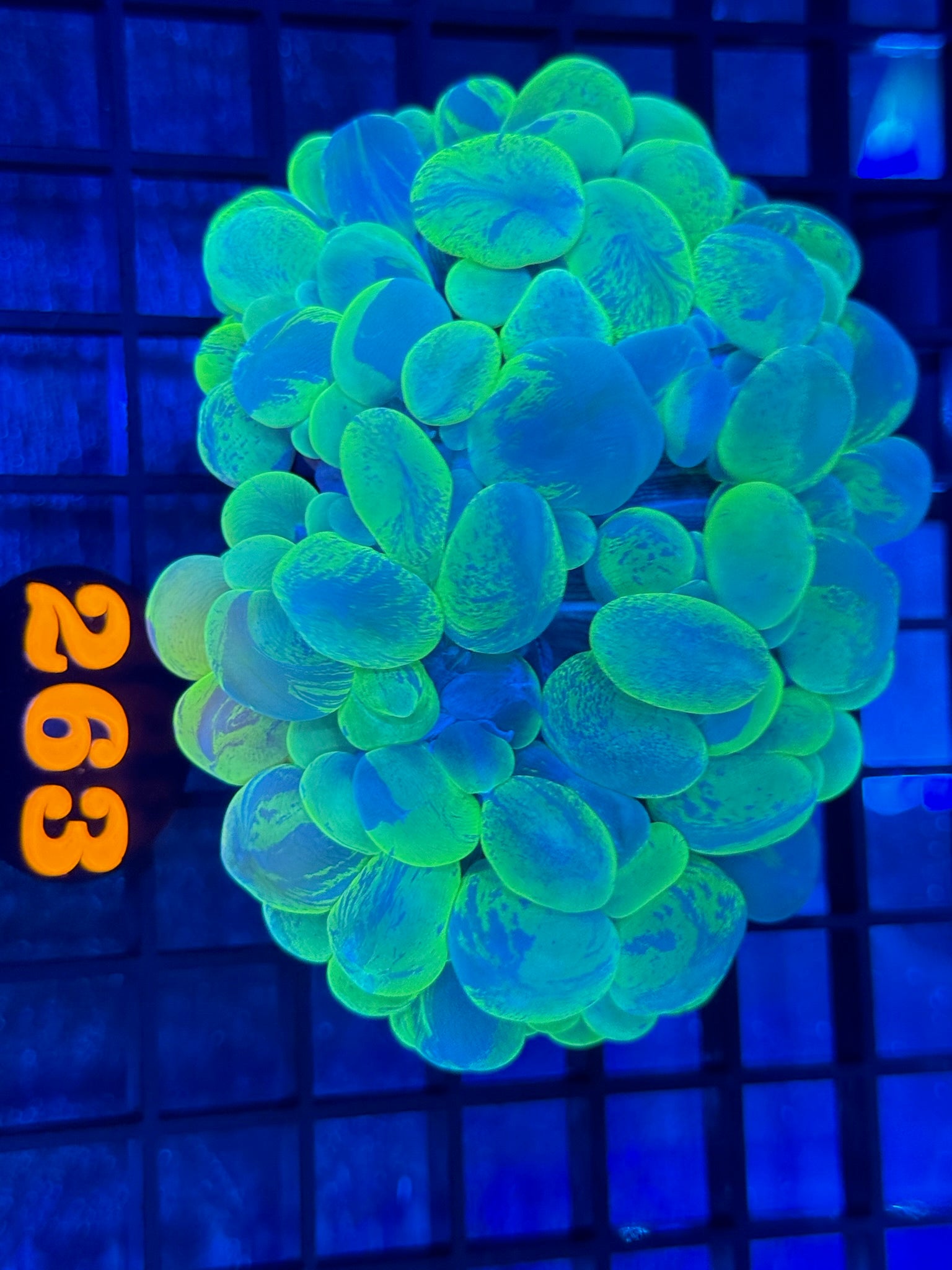 Episode 506 Live Sale Orange Tag #263 MARBLED BUBBLE CORAL