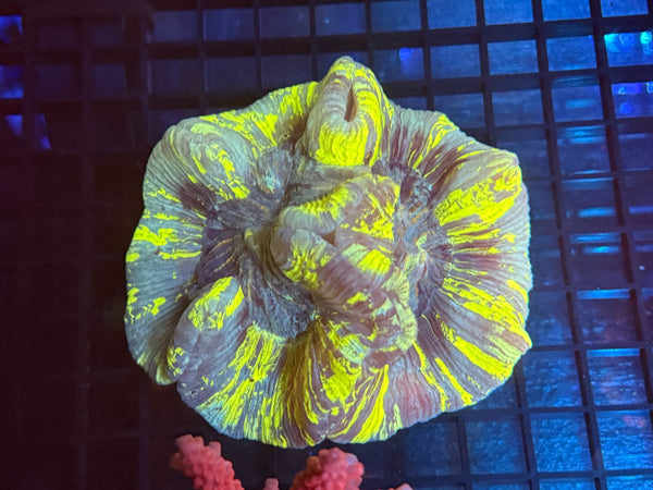 Episode 534 Live Sale Orange Tag #905 ULTRA WELLSO COLONY