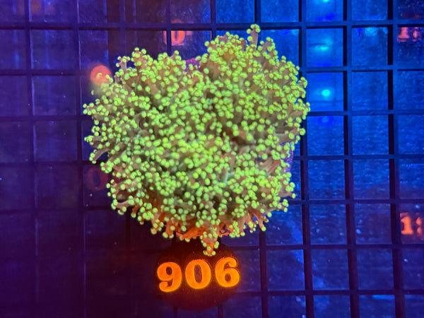 Episode 534 Live Sale Orange Tag #906 ULTRA FROGSPAWN COLONY