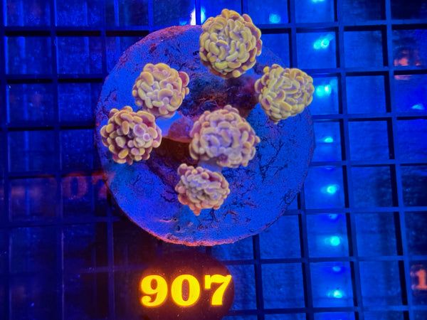 Episode 534 Live Sale Orange Tag #907 BI COLOR BRANCHING HAMMER COLONY