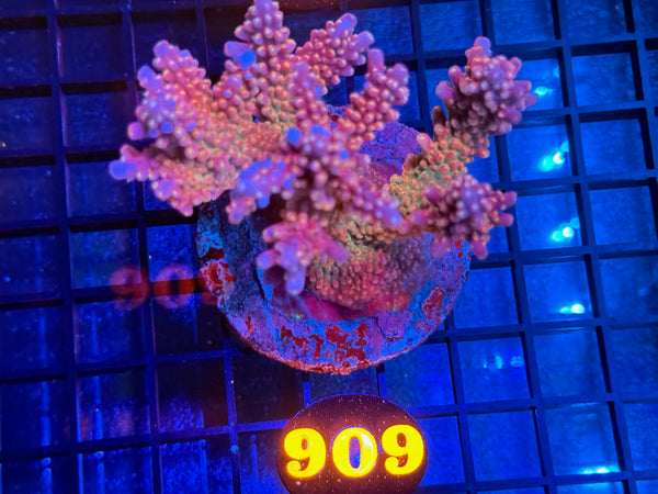 Episode 534 Live Sale Orange Tag #909 ACRO COLONY