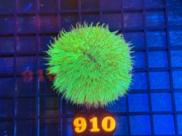 Episode 534 Live Sale Orange Tag #910 ULTRA GREEN PLATE CORAL