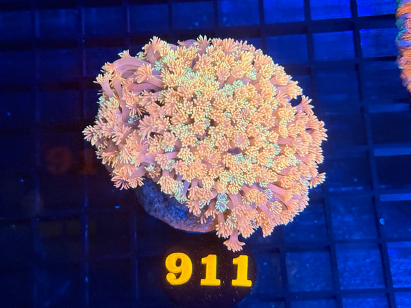 Episode 534 Live Sale Orange Tag #911 RAINBOW FLOWERPOT COLONY